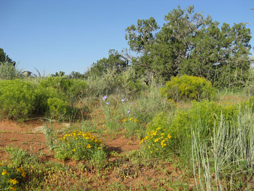 backyard spring